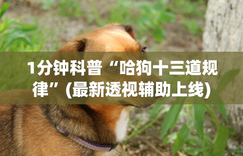 1分钟科普“哈狗十三道规律”(最新透视辅助上线)
