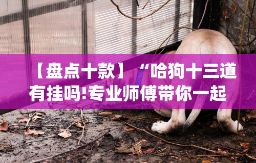 【盘点十款】“哈狗十三道有挂吗!专业师傅带你一起了解(确实有挂) 【盘点十款】“哈狗十三道有挂吗!专业师傅带你一起了解(确实有挂)