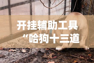 开挂辅助工具“哈狗十三道透视!专业师傅带你一起了解(确实有挂) 开挂辅助工具“哈狗十三道透视!专业师傅带你一起了解(确实有挂)